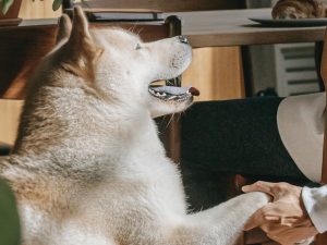 Hond geeft pootje aan baas aan tafel
