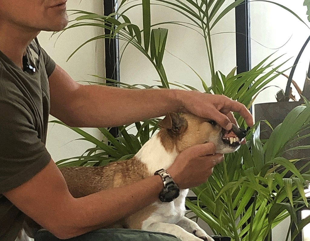 Dierenarts Piet Hellemans controleert het gebit van een hond