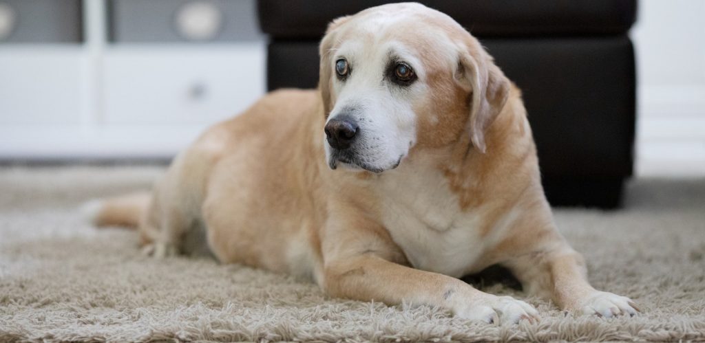 Oudere hond met droevige blik ligt op een kleed in huis