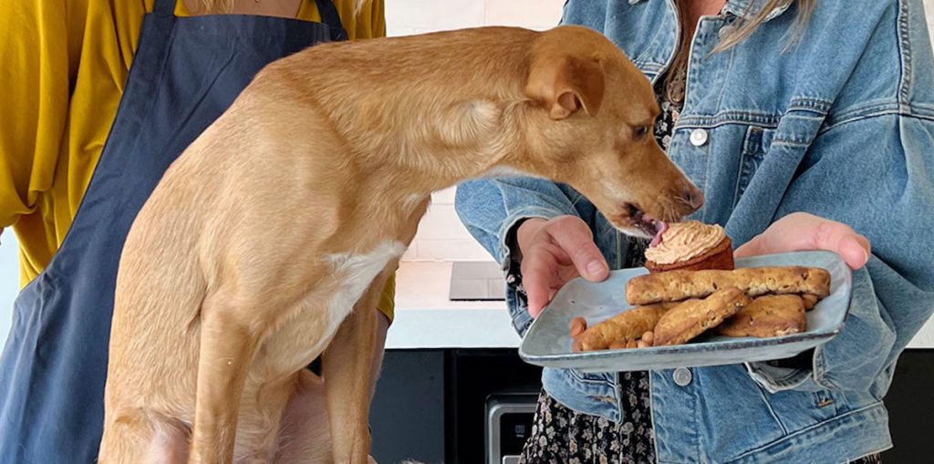 hond likt aan koekje