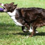 Hond vangt frisbee