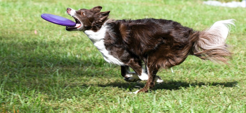 Hond vangt frisbee