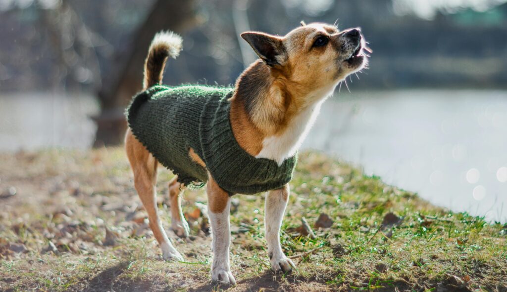 Hond blaft, leer hondentaal.